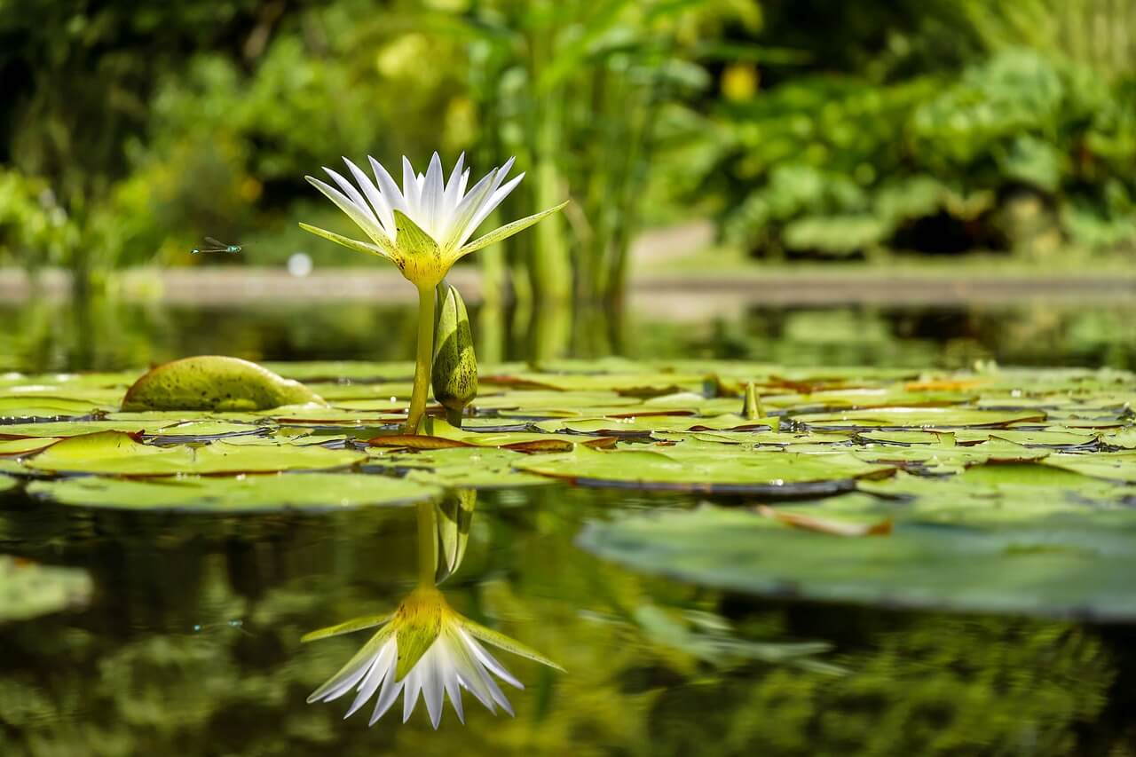 Gartenteich anlegen